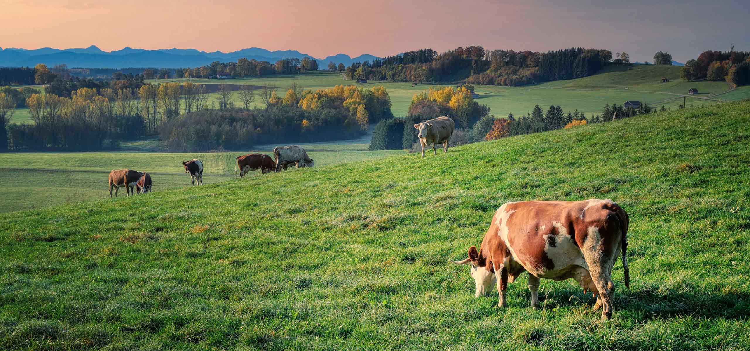 Sommer im Allgäu