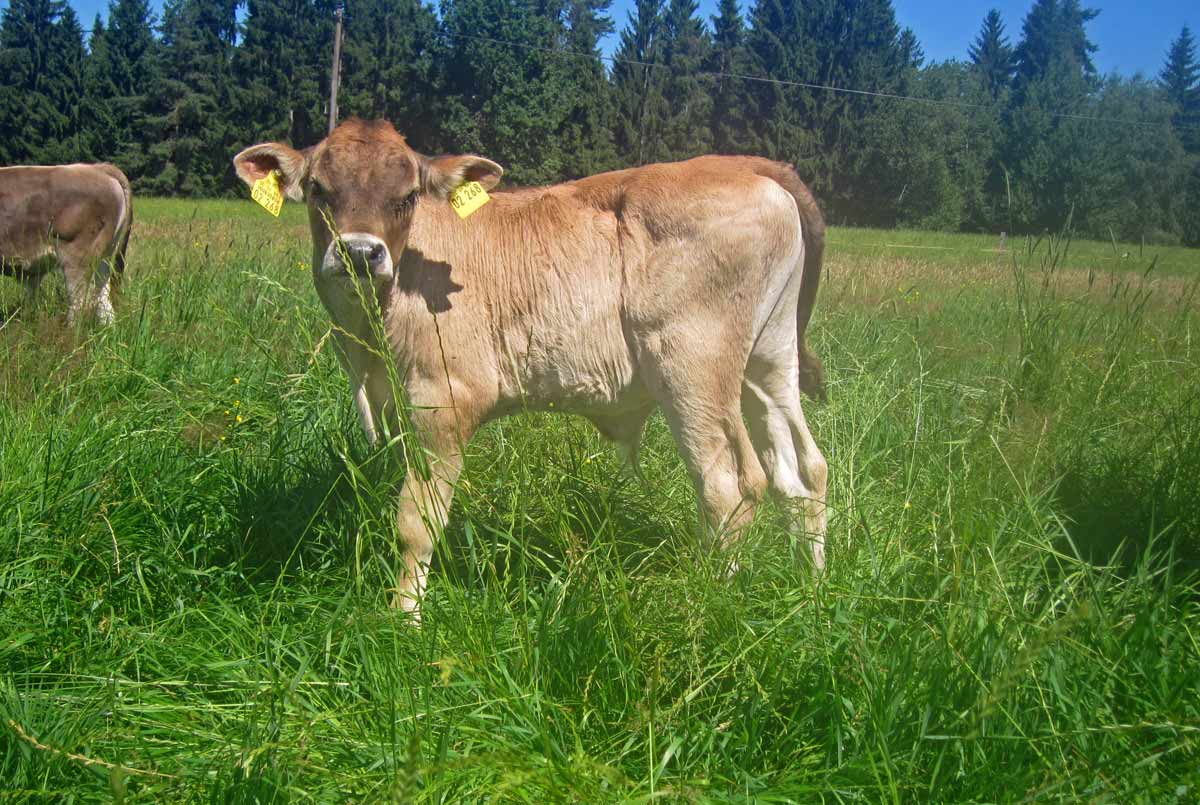 Kalb im hohen Gras
